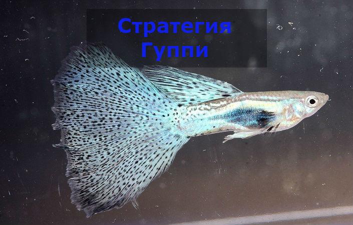 Торговая стратегия Гуппи для бинарных опционов